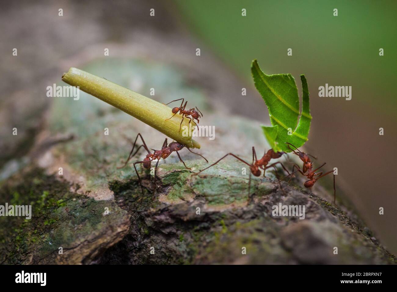 Leaf-cutter ants, Acromyrmex echinatior, in the lush rainforest of Soberania national park, Republic of Panama, Central America. Stock Photo