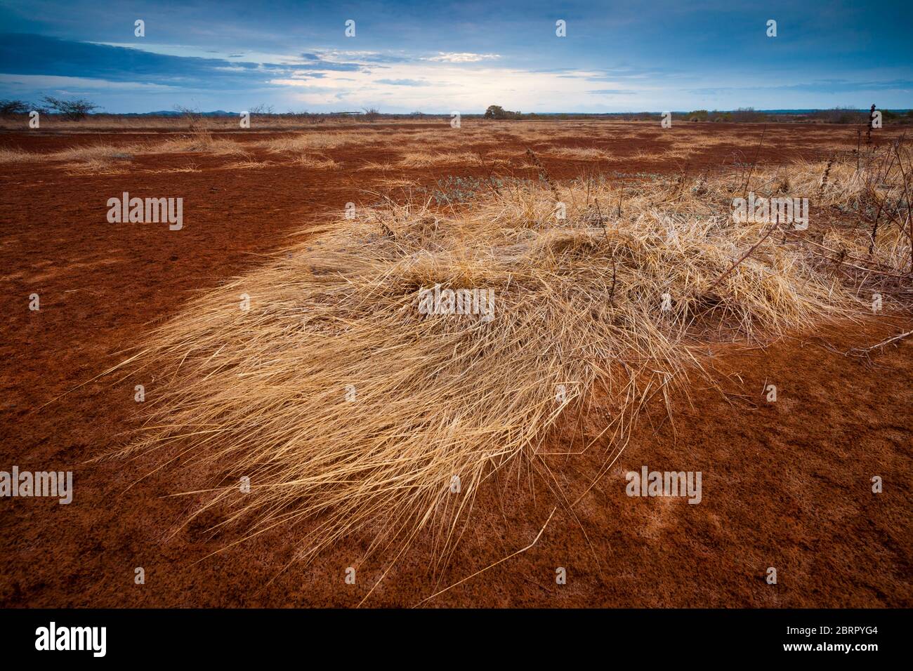 Panama landscape with dry grass in the desert of Sarigua national park, Herrera province, Republic of Panama, Central America Stock Photo