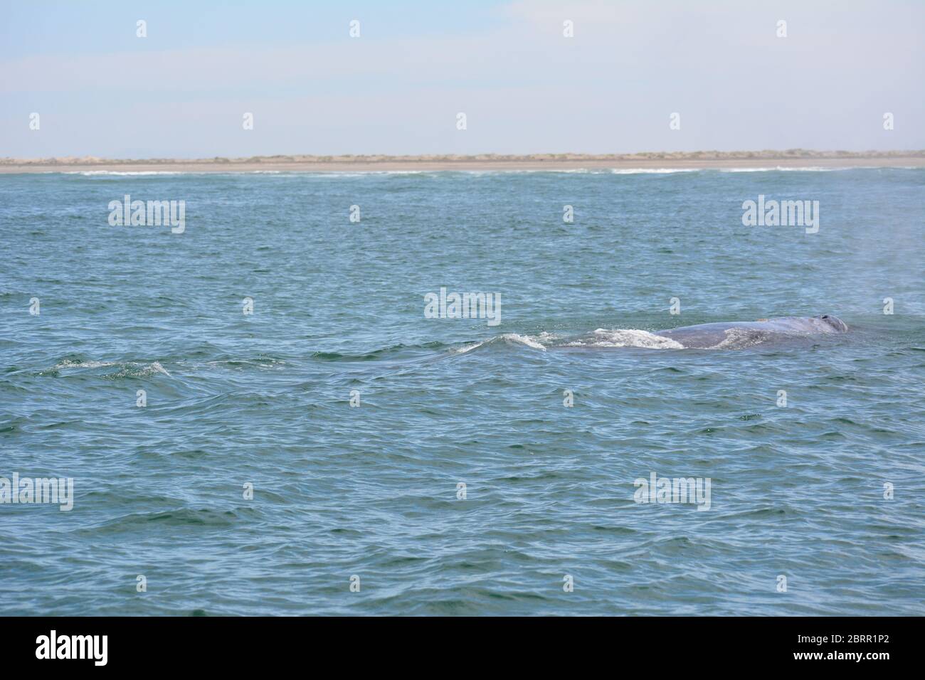 Gray whale seen in the Pacific Ocean from a panga boat tour in  Magdalena Bay, Baja California Sur, Mexico. Stock Photo