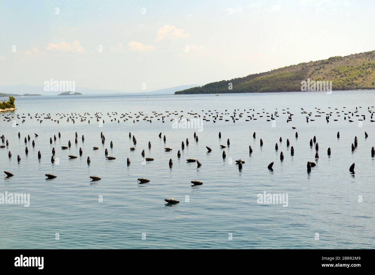 Oysters and Mussels farming in Croatia. Stock Photo