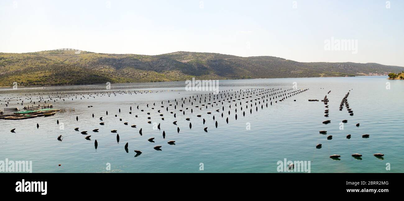 Oysters and Mussels farming in Croatia. Stock Photo