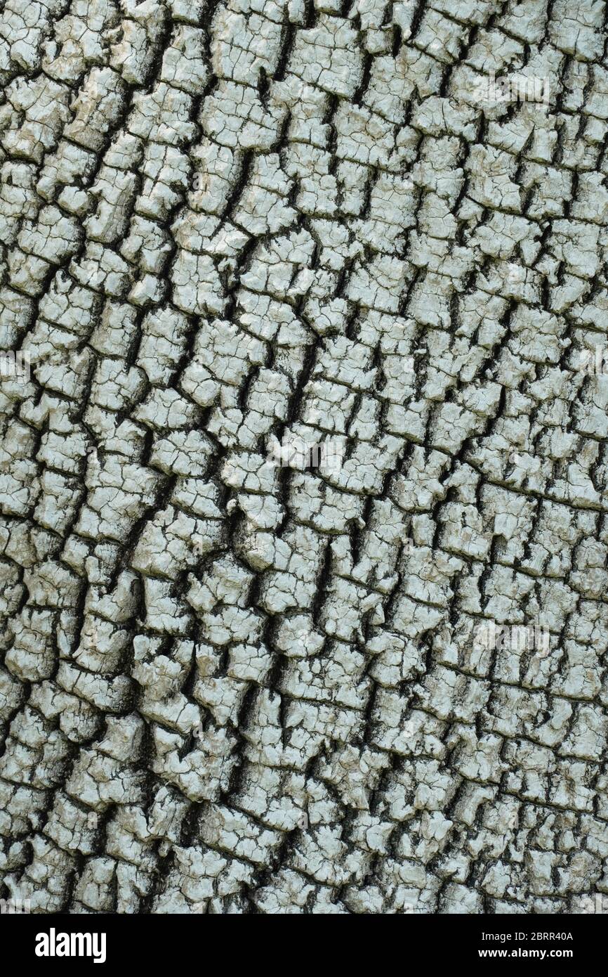 Close up of light bark on a white ash tree, Fraxinus americana, that looks like elephant skin!  Would make a good background. Three views provided. Stock Photo