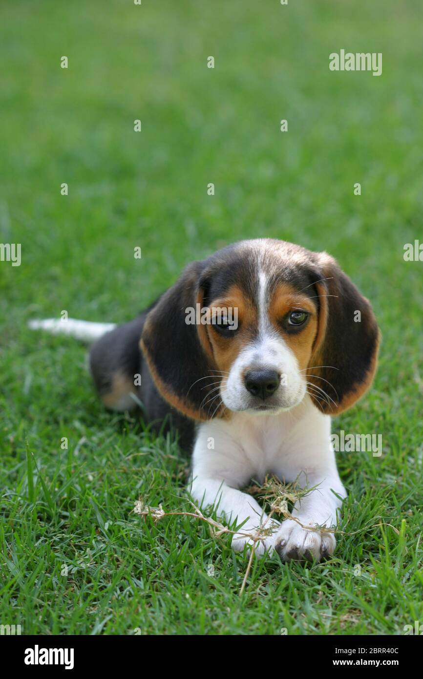 Beagle puppy laying down on a green grass yard Stock Photo - Alamy