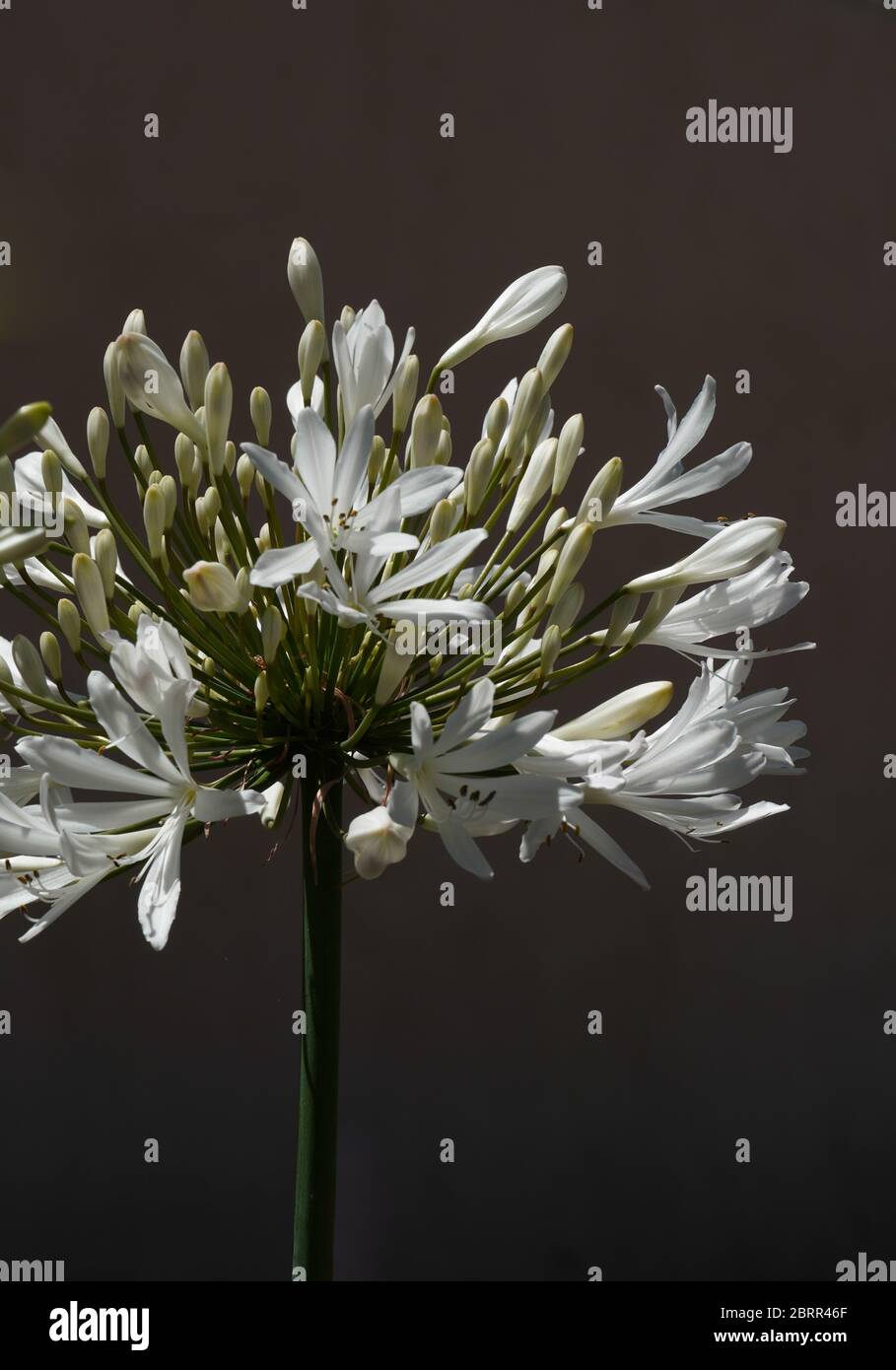 Close up of a blooming white Agapanthus flower cluster in the sun against a dark background,  with copy space. Also called Lily of the Nile.Green stem Stock Photo