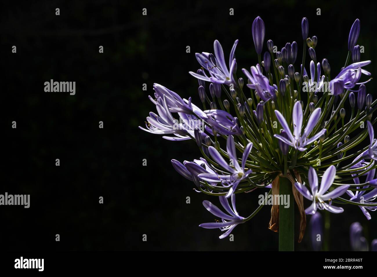 Close up of a sunlit blooming blue flower cluster of an Agapanthus against a dark background; flower is on right side, copy space on left.  Green stem Stock Photo