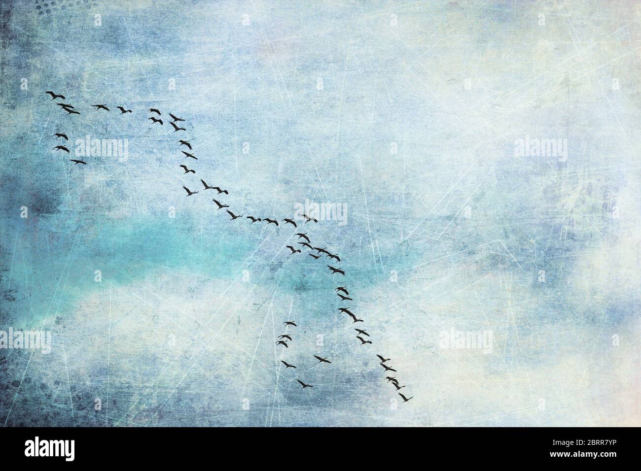 Vogel Kraniche Auf Dem Flug In Formation Fotocollage Textur Konzept Hintergrund Natur Vogelzug Phanomen Zugvogel Himmel Reise Trauer Lei Stock Photo Alamy