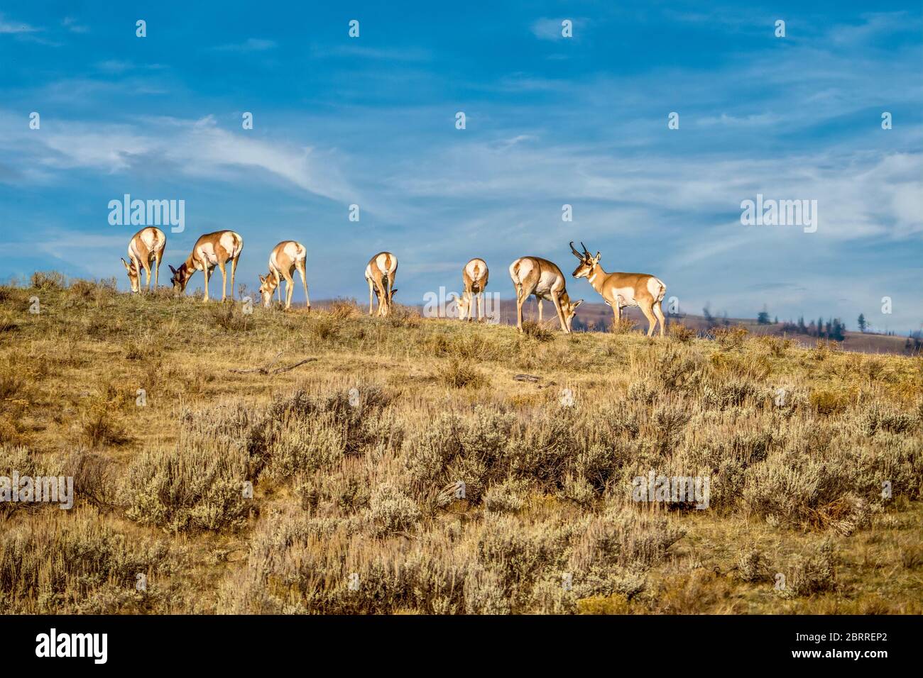 A herd of pronghorn (Antilocapra americana), with a buck watching his harem during mating season, in Yellowstone National Park, USA. Stock Photo