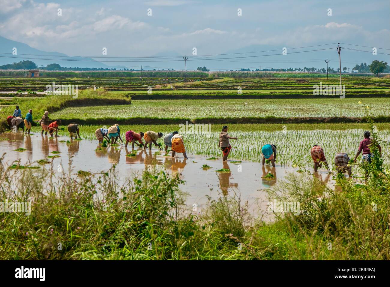 Tamil Nadu, India - December 14, 2013. Farm laborers planting rice in