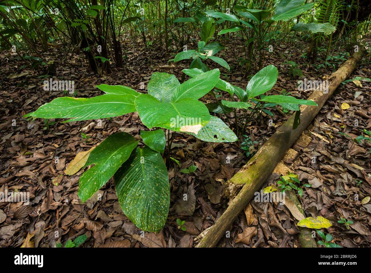 Plants in the dry season, in the understory of the rainforest in Soberania national park, Republic of Panama. Stock Photo