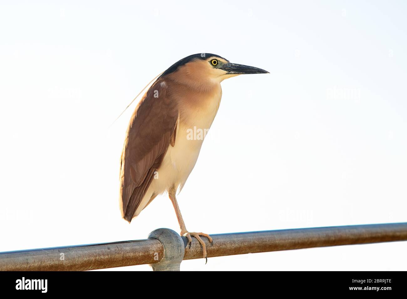 Nankeen night heron on a metal rail isolated against white background Stock Photo