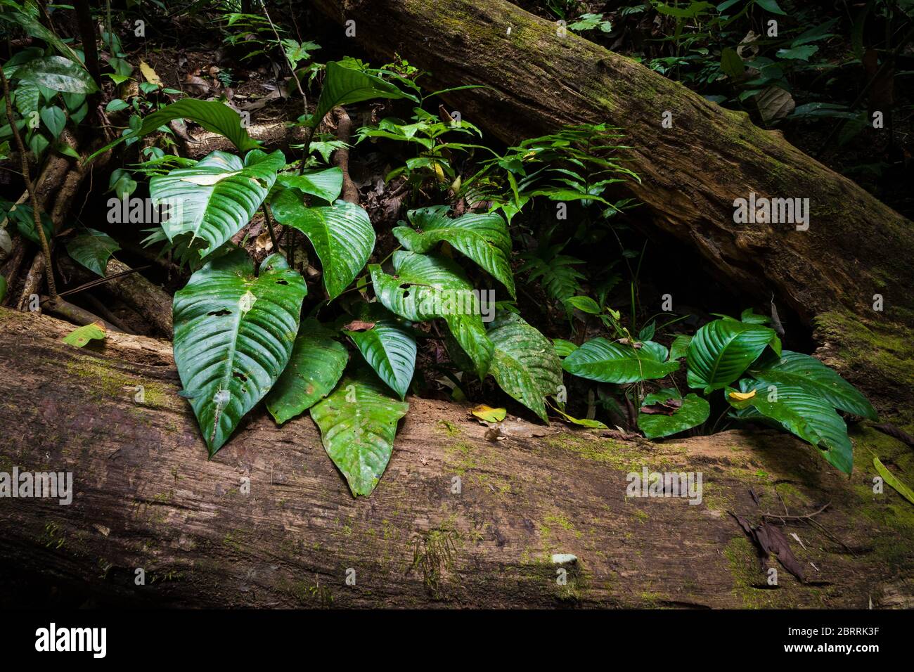 Plants in the dry season, in the understory of the rainforest in Soberania national park, Republic of Panama. Stock Photo