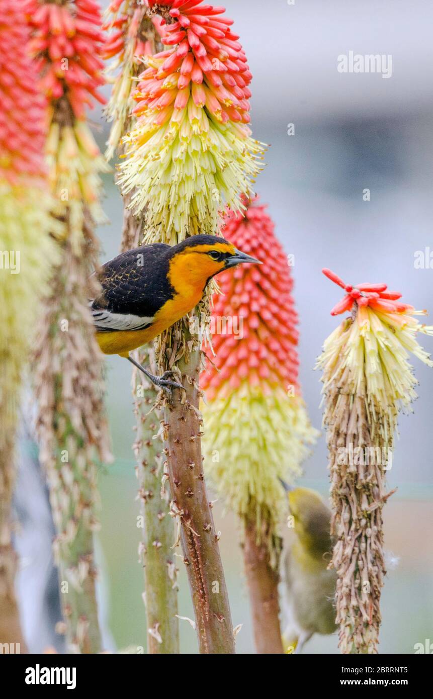 A migrating pair of Bullock's Orioles, male at the center, female at the lower right, perch and feed on a red hot poker plant flower. Stock Photo