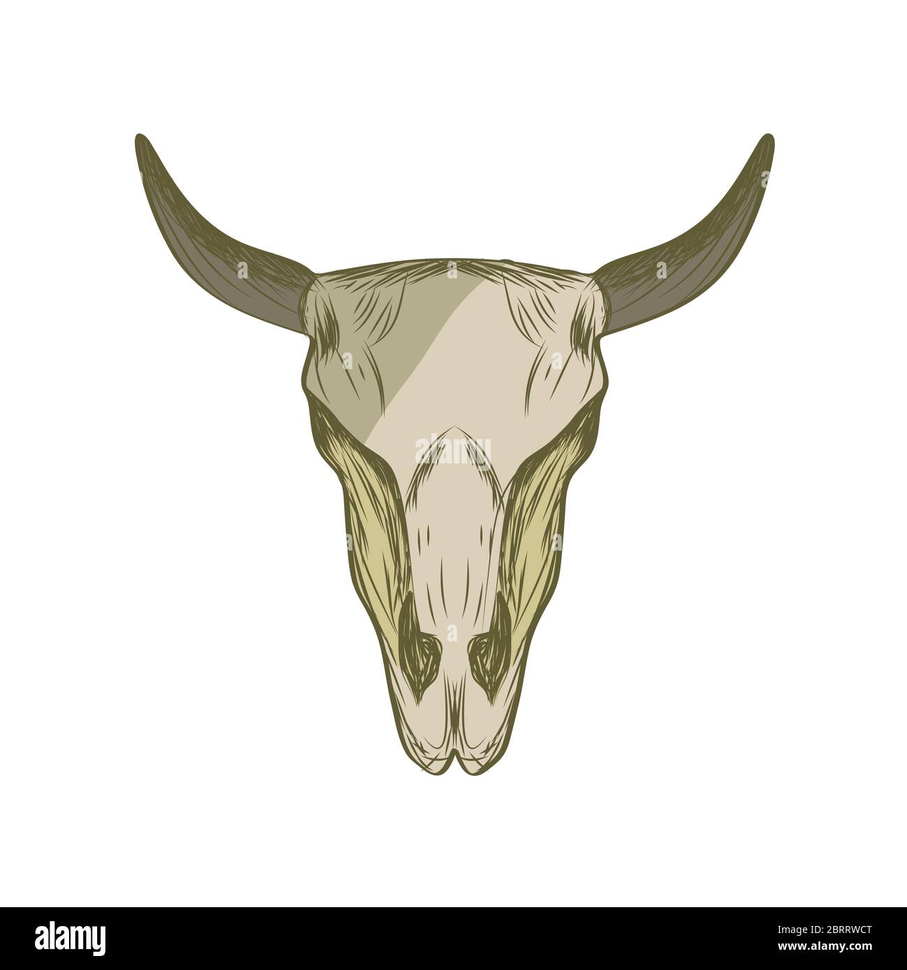 Cow skull  design illustration template Stock Vector