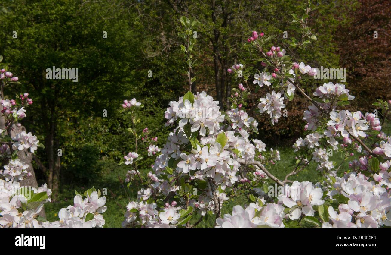 English orchard spring hi-res stock photography and images - Alamy