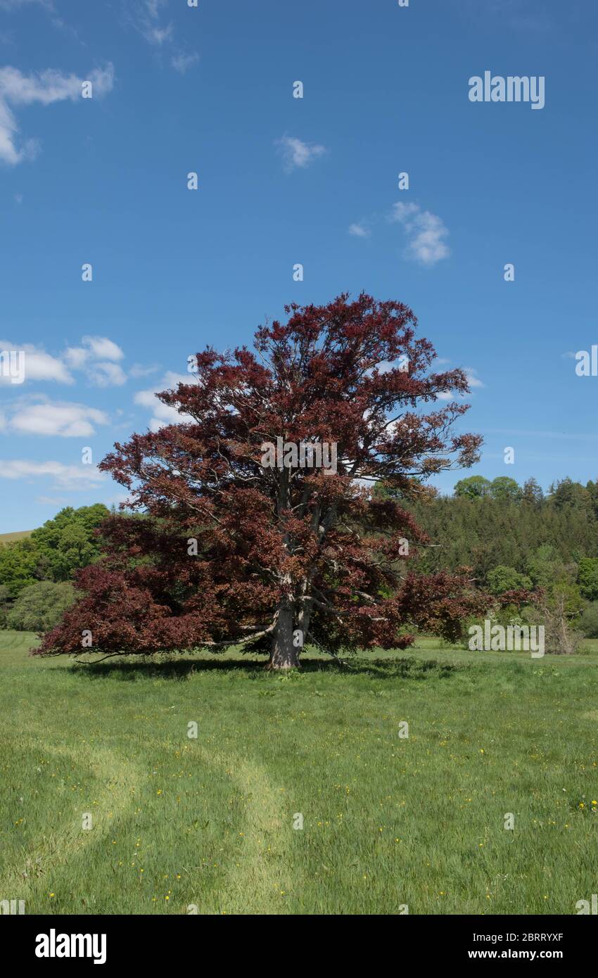 Copper beech tree hires stock photography and images Alamy