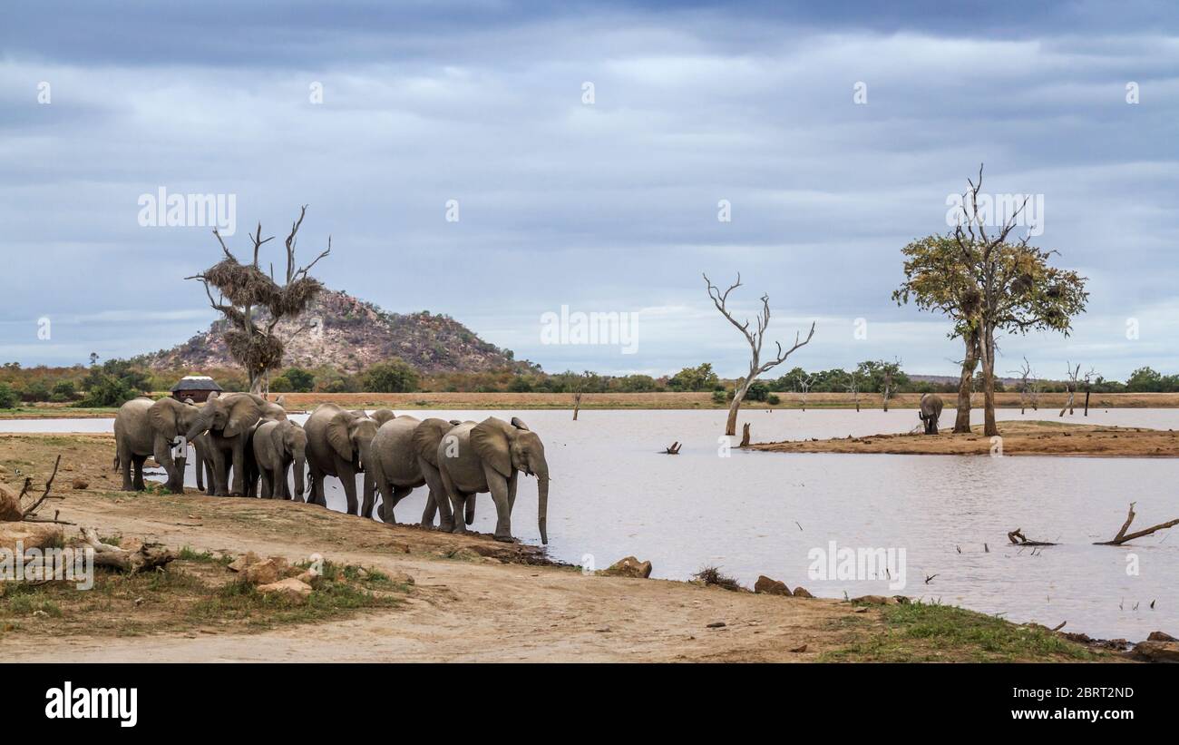 Small group of African bush elephants walking on lake side in Kruger National park, South Africa ; Specie Loxodonta africana family of Elephantidae Stock Photo