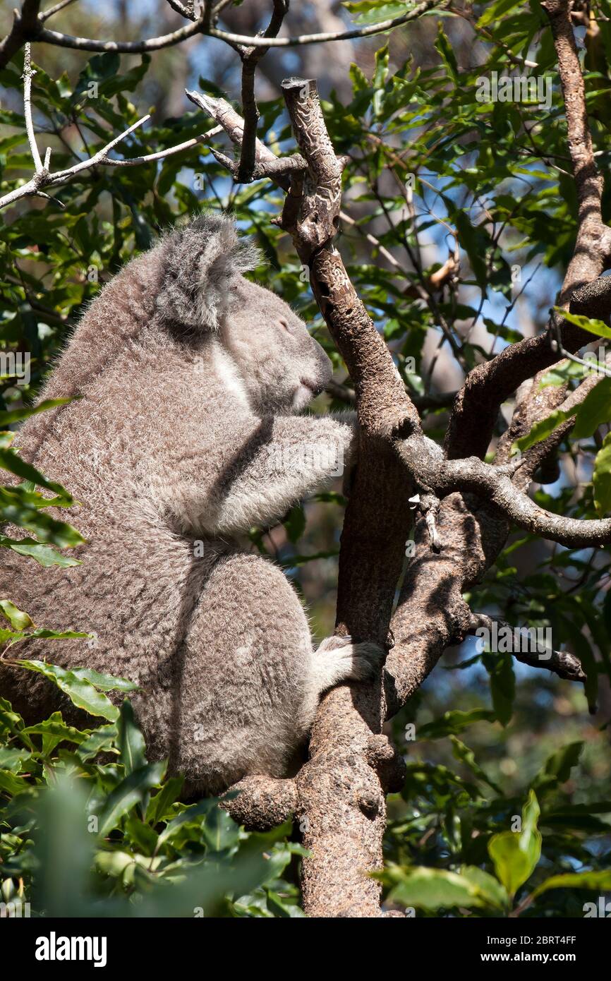 Koala bear in sydney zoo hi-res stock photography and images - Alamy