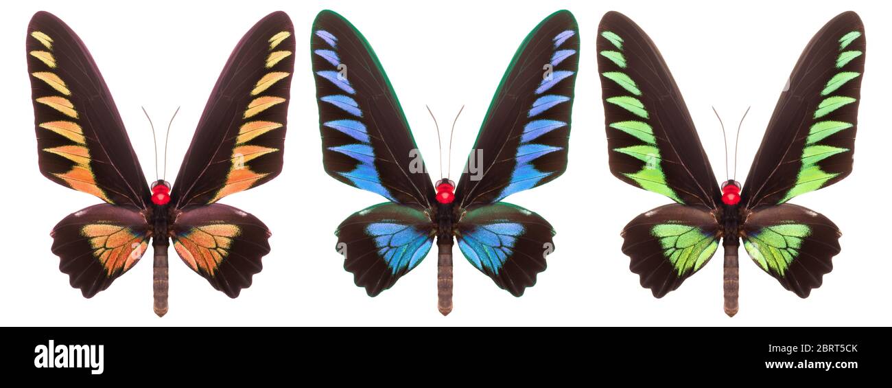 Set of colorful butterflies isolated on a white background Stock Photo ...