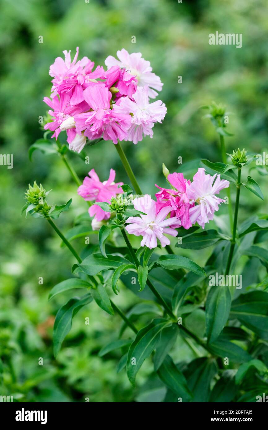 Saponaria officinalis common soapwort, bouncing-bet, crow soap, wild sweet William, soapweed Stock Photo
