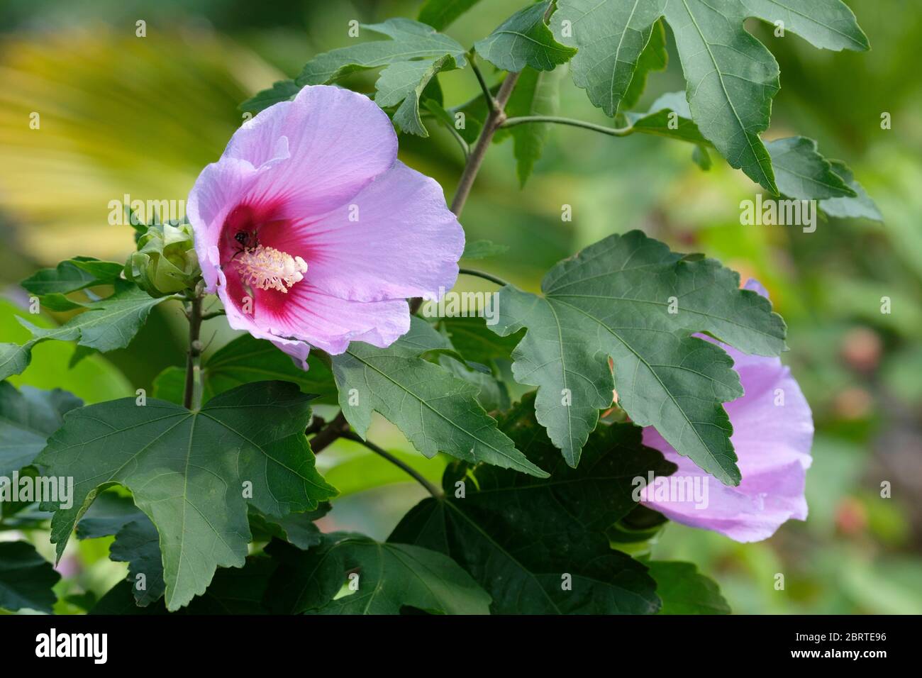 Pink flowers of Hibiscus Resi half standard. Also known as Shrubby Mallow, Rose Mallow and Rose of Sharon Stock Photo