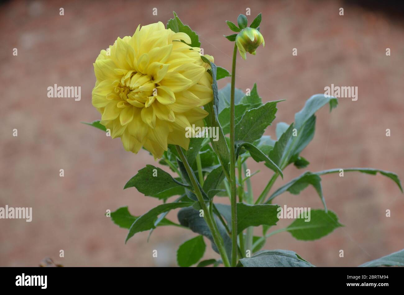 the yellow color flower of dahlia with plant outdoor. Stock Photo