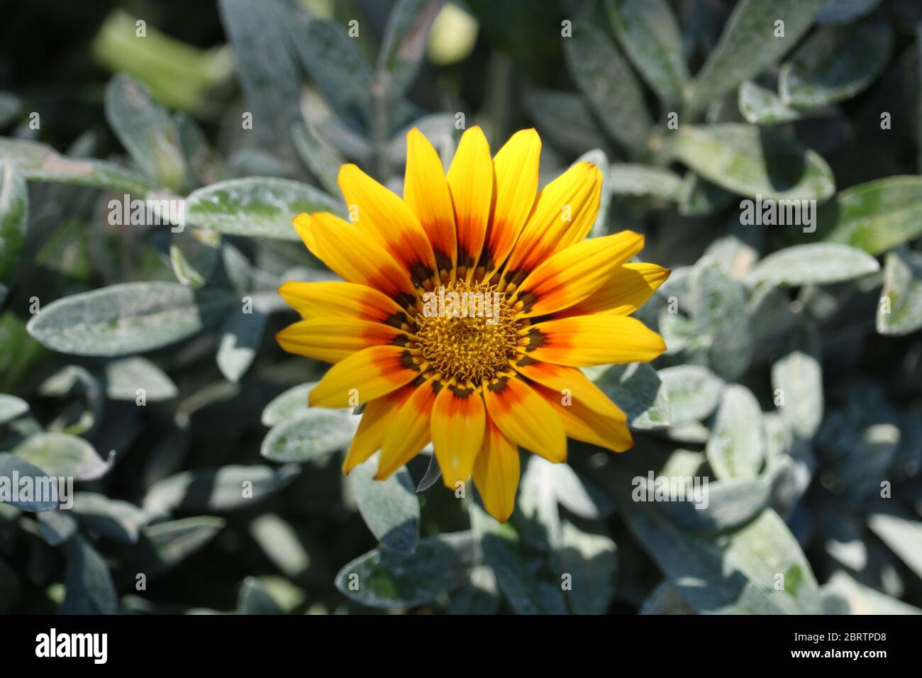 Yellow flower photography hi-res stock photography and images - Alamy