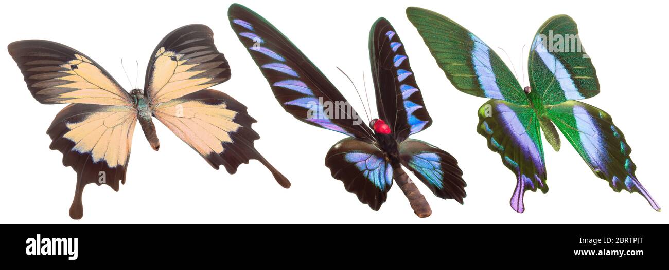 Set of colorful butterflies isolated on a white background Stock Photo ...