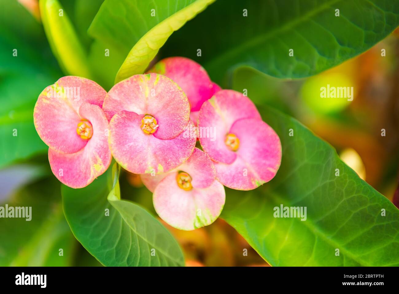 Crown of thorns. Christ Thorn flower blooming with green leaves background in flowerpot at the park. Stock Photo