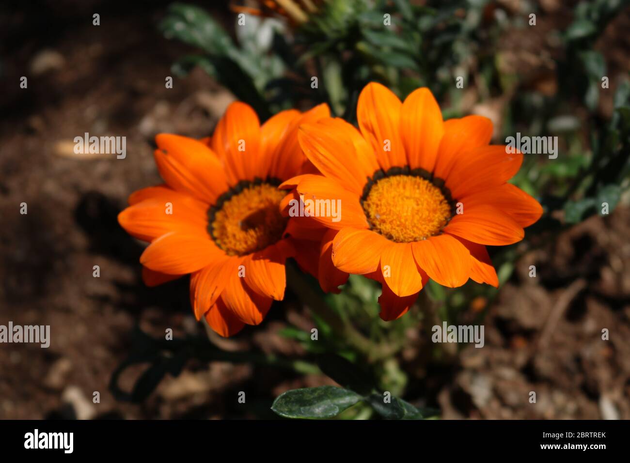 Two Orange Flowers in Bloom Stock Photo