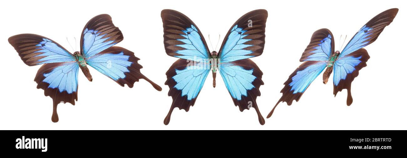 Set of colorful butterflies isolated on a white background Stock Photo ...