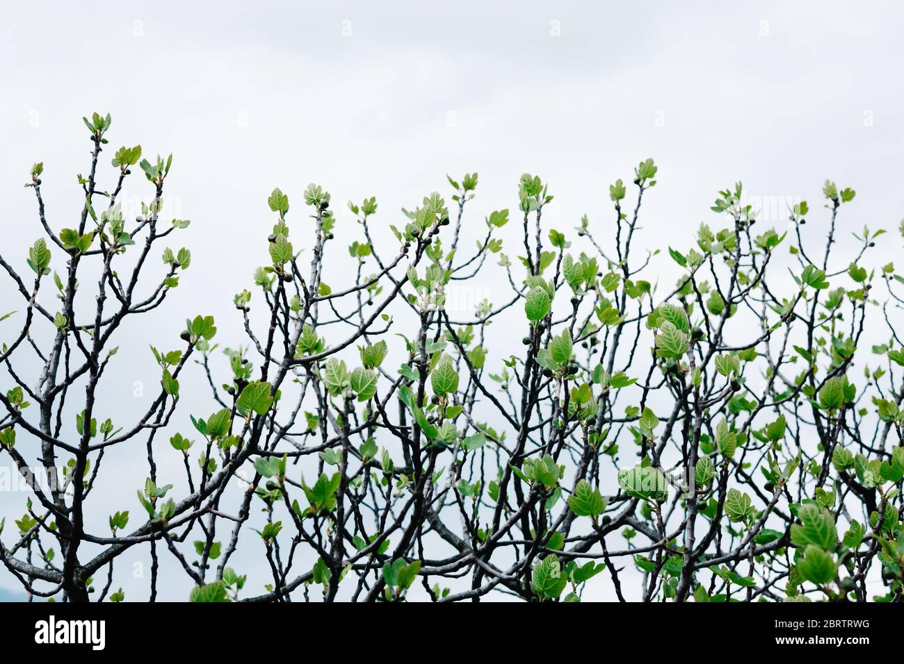 Fresh fig tree leaves against moody atmospheric sky Stock Photo - Alamy