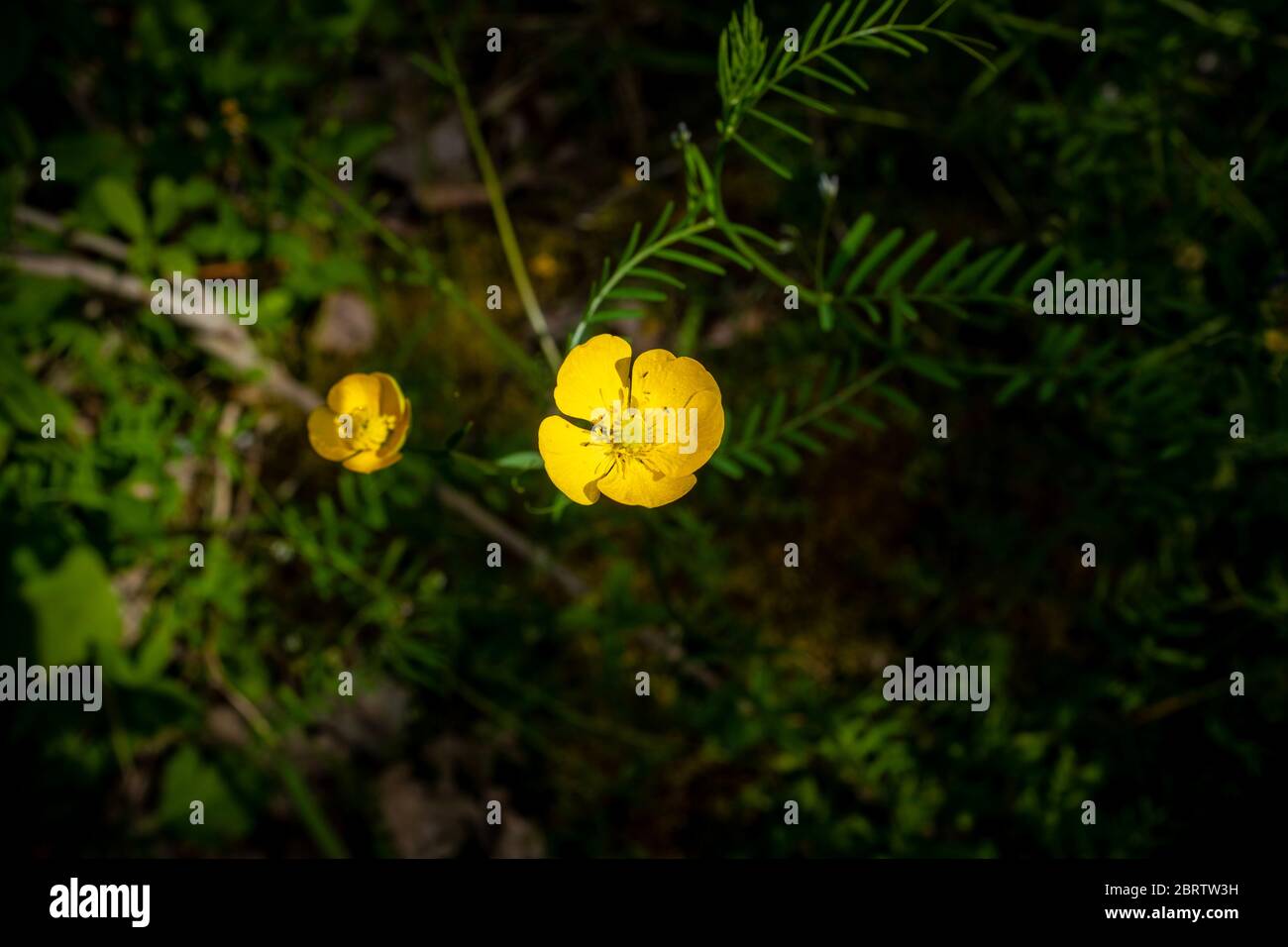 Two meadow buttercup flowers - Ranunculus acris, yellow flowers contrasting sharply with dark green background,  France Stock Photo