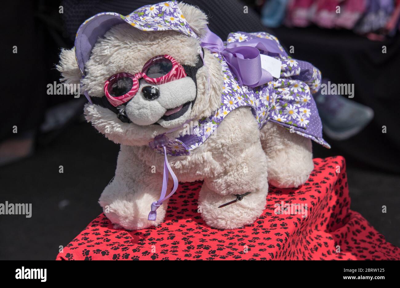 Cute toy dog for sale in market at Lake Eola Park Orlando Florida. Stock Photo