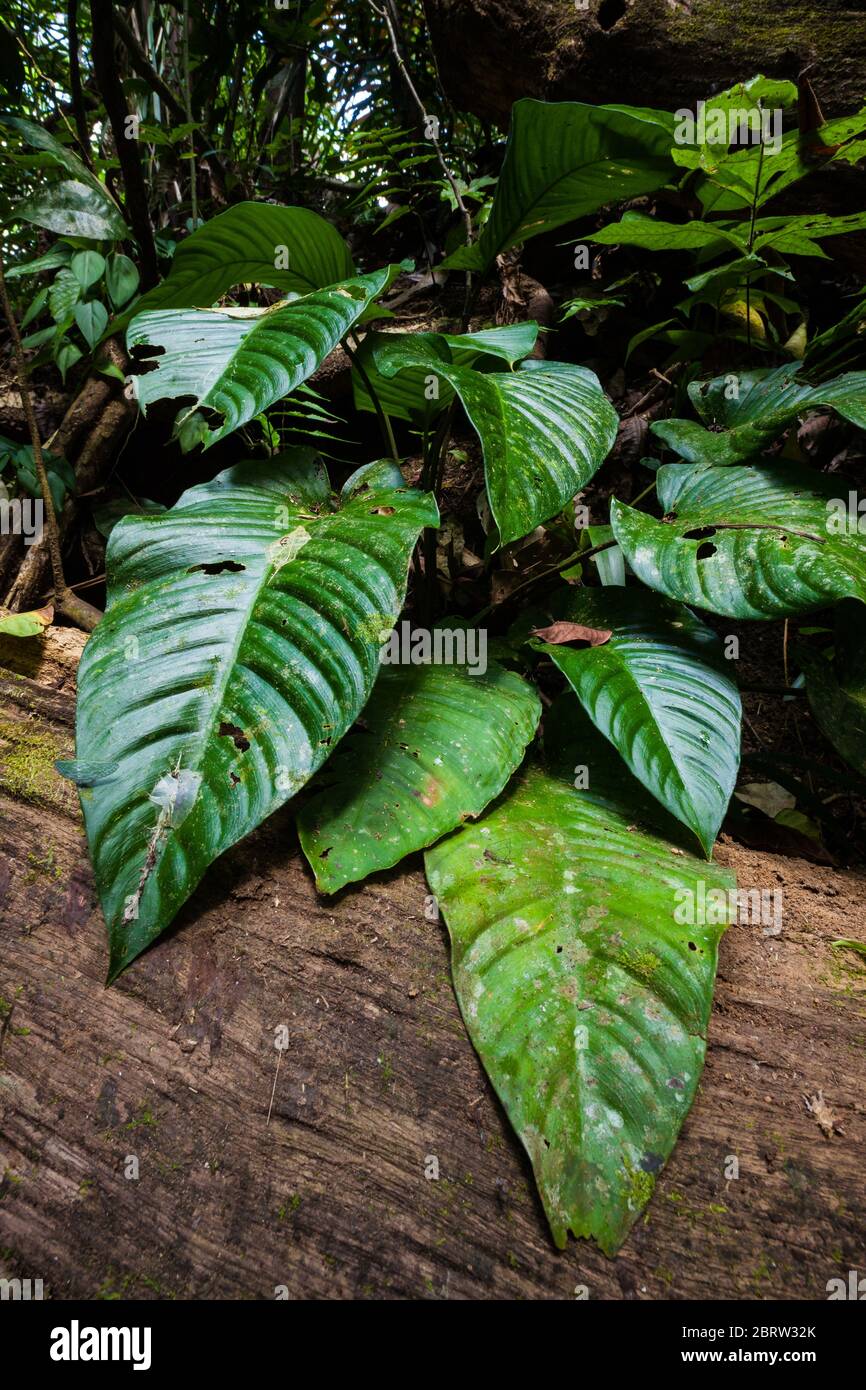 Plants in the dry season, in the understory of the rainforest in Soberania national park, Republic of Panama. Stock Photo