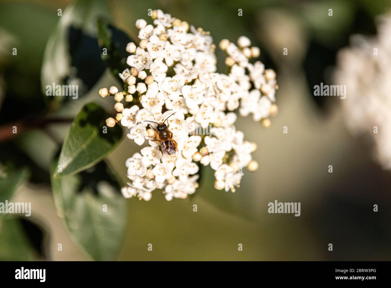 Honey bee on viburnum white flower during pollination Stock Photo Alamy