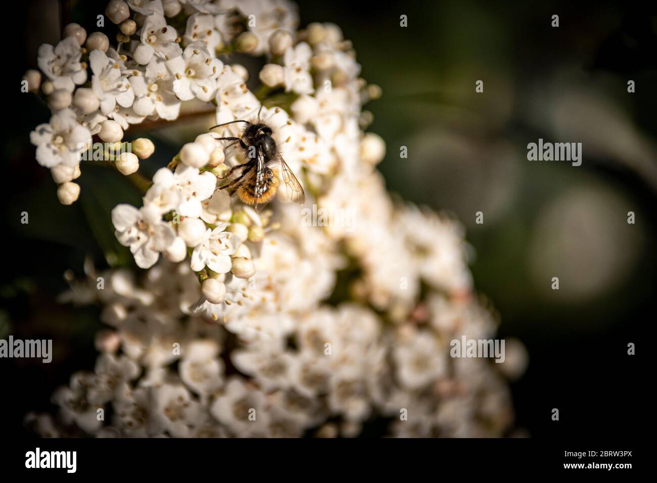 close up of Honeybee on viburnum flower during pollination Stock Photo