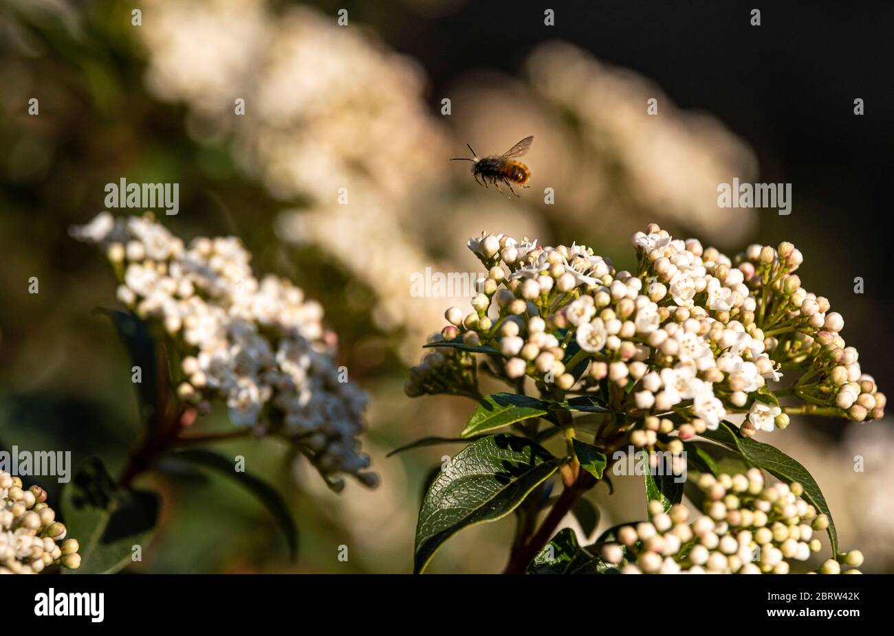 Honey bee flying over viburnum flower during pollination Stock Photo
