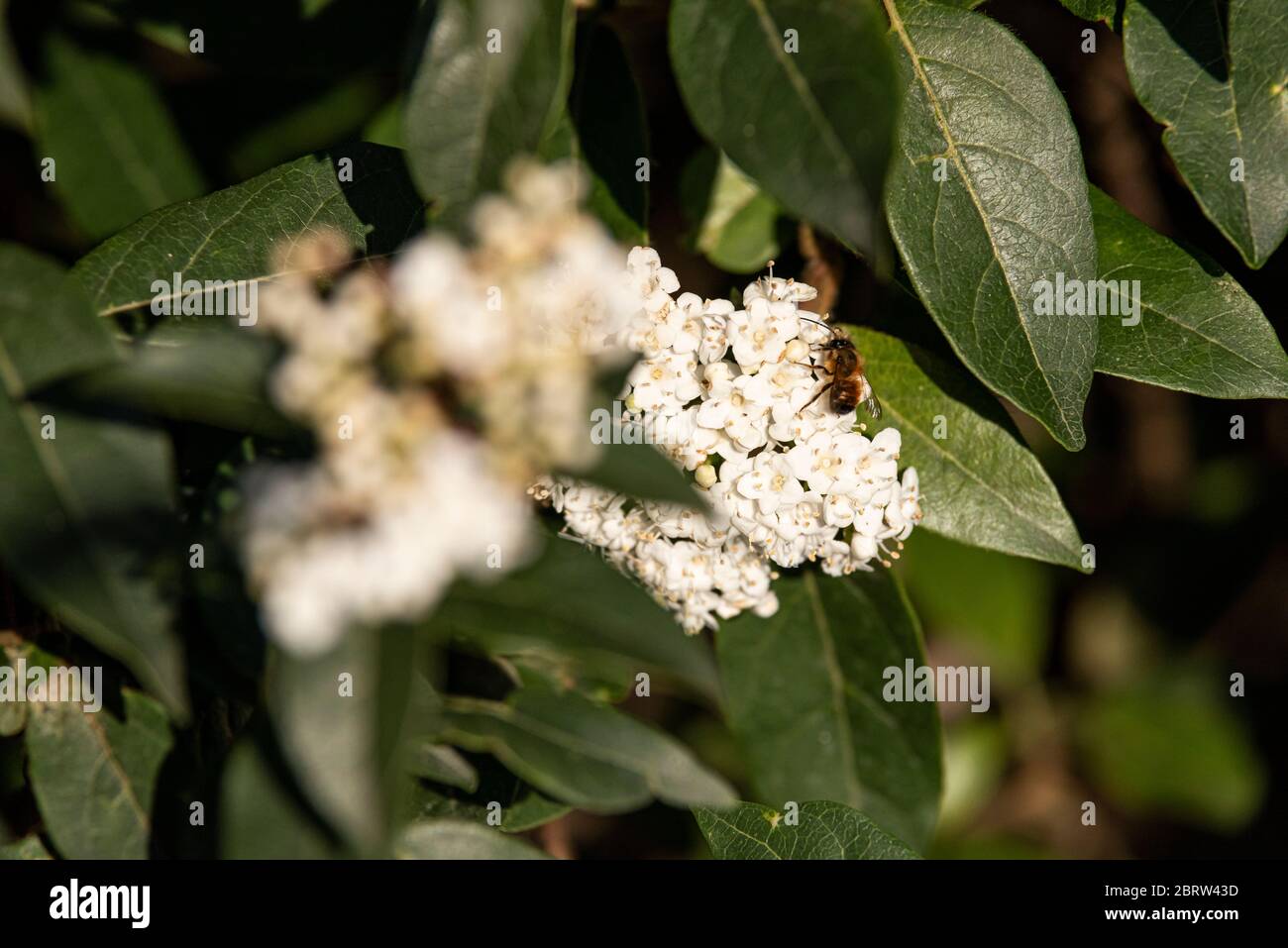 Honey Bee on viburnum flower during pollination Stock Photo Alamy