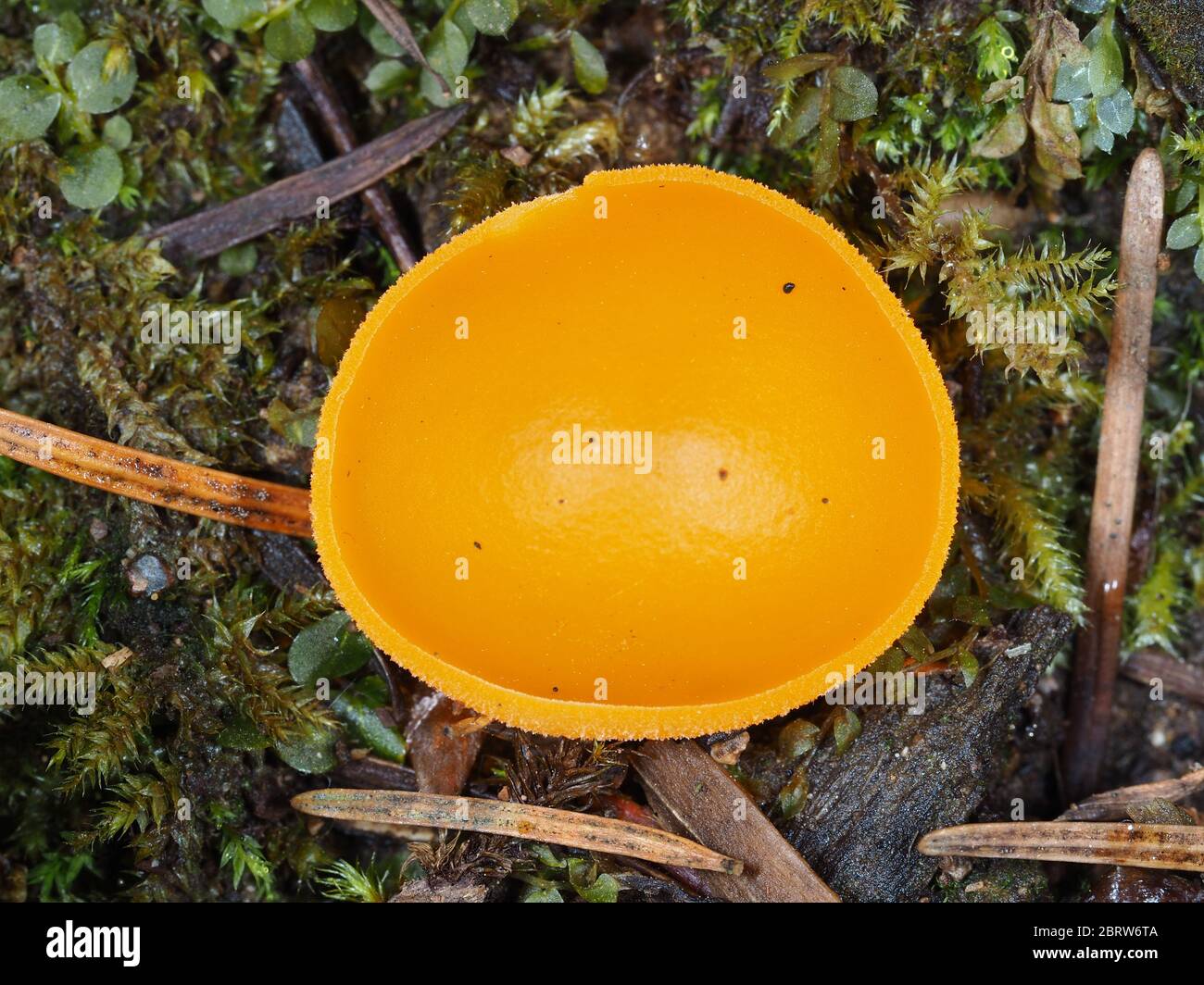 Young fruiting body of orange peel fungus - Aleuria aurantia Stock Photo