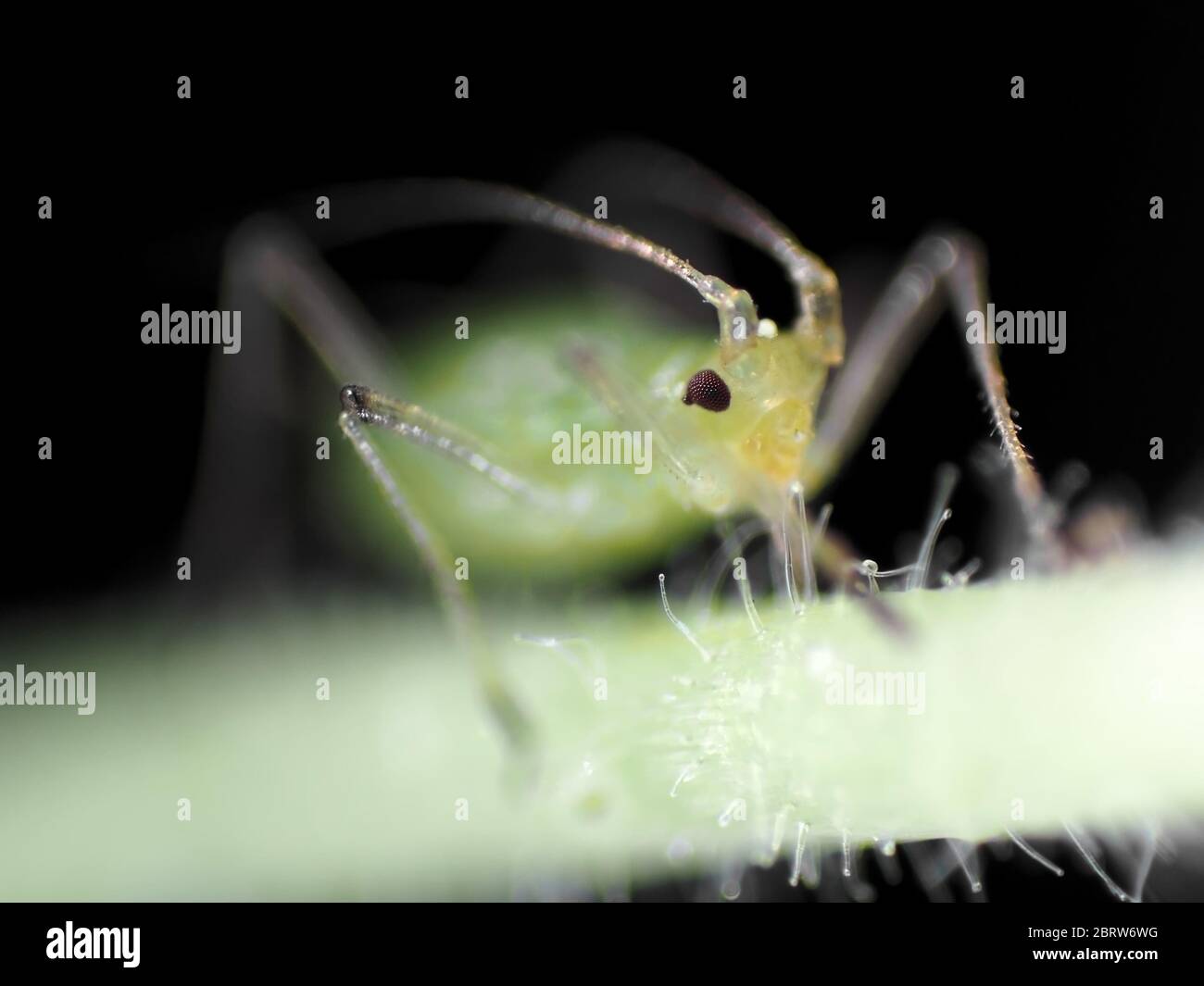 Green aphid feeding on a plant, photo under the microscope Stock Photo