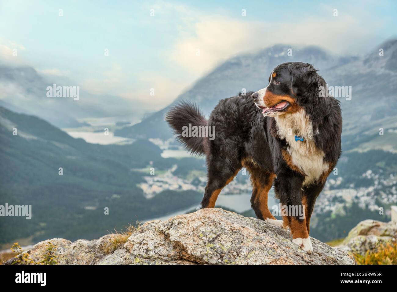 Male Bernese Mountain Dog in front of the Engadine Valley, Muottas Muragl. Switzerland Stock Photo