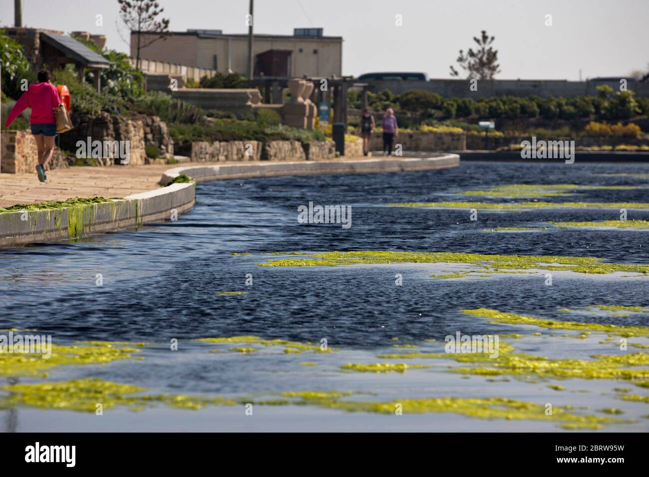 20th May 2020. Great Yarmouth. Restored boating lake at Great Yarmouth becoming blanketed in green algae, a common occurrence on lakes and ponds particularly when there is little movement. Like so many attractions at resorts around the country the Boating Lake will remain closed for the Spring Bank Holiday. Stock Photo