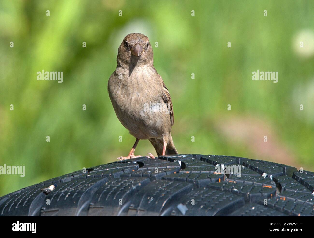 Schleswig, Deutschland. 19th May, 2020. 19.05.2020, Schleswig, a female house sparrow (Passer domesticus) sits on an old car tire. Order: Sparrowbird (Passeriformes), subordination: Songbird (Passeri), superfamily: Passeroidea, family: Sparrow (Passeridae), genus: Passer, species: house sparrow | usage worldwide Credit: dpa/Alamy Live News Stock Photo