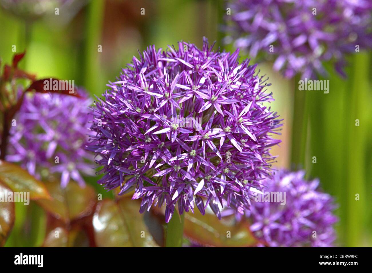 Schleswig, Deutschland. 21st May, 2020. 06/02/2019, close-up of the blood ball of an ornamental leek, giant leek Allium globemaster in a urban bed in Schleswig. Order: Asparagus-like (Asparagales), Family: Amarylliswax (Amaryllidaceae), Subfamily: Leekwax (Allioideae), Tribus: Allieae, Genus: Leek (Allium), Species: Giant leek | usage worldwide Credit: dpa/Alamy Live News Stock Photo