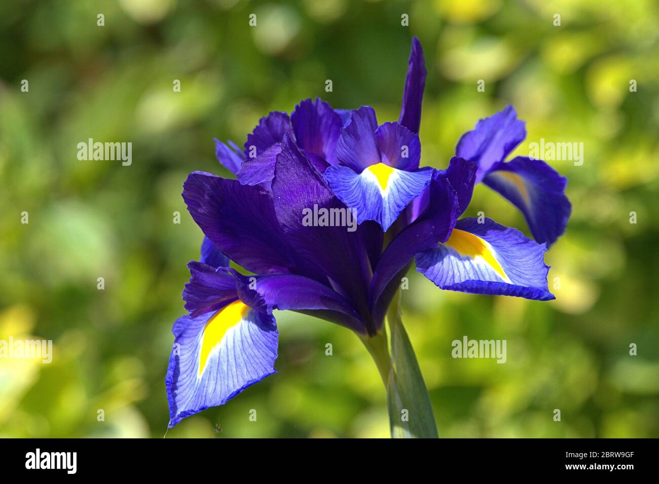 May 21, 2020, Schleswig, Detail of a blooming Dutch iris (Iris × hollandica hort.) In a garden in Schleswig in May. Order: asparagus-like (Asparagales), family: iris wax (Iridaceae), genus: iris (Iris), species: Dutch iris | usage worldwide Stock Photo
