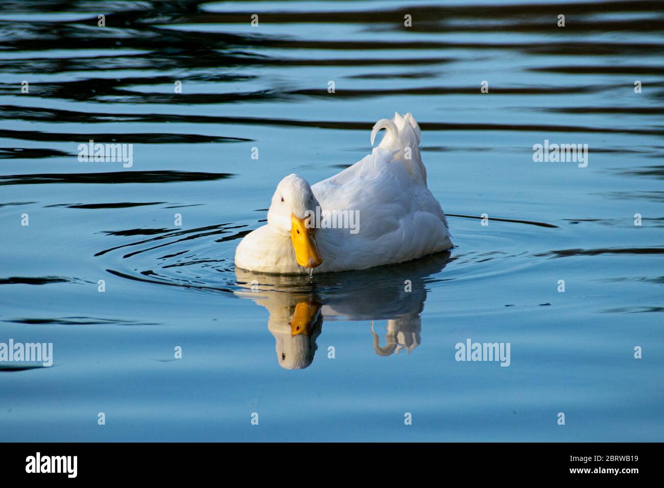 White pekin ducks swimming on a still calm lake with water reflection Stock Photo
