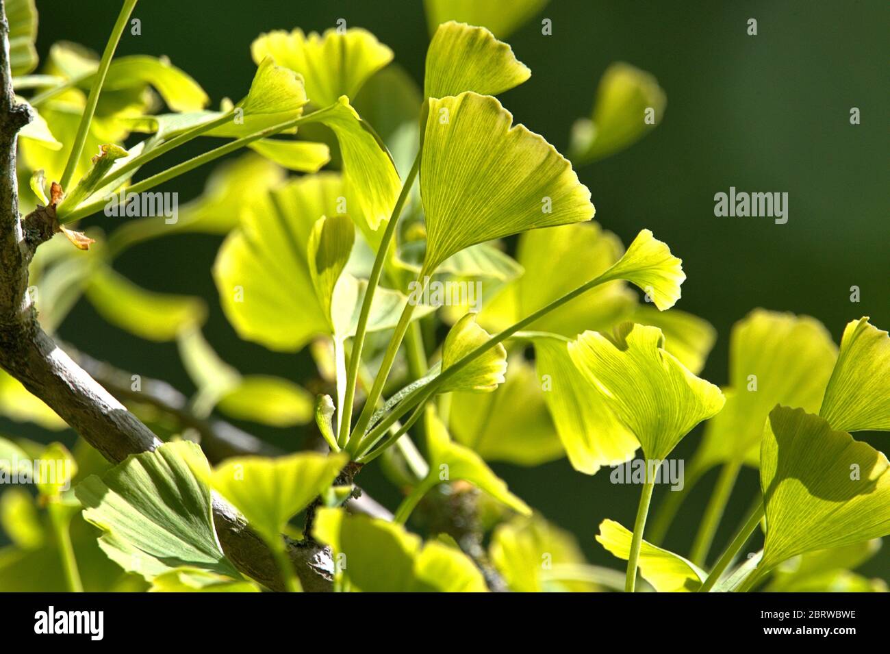 May 19, 2020, Schleswig-Holstein, Schleswig: Close-up of some freshly sprouting ginkgo leaves on a ginkgo tree in spring. Class: Ginkgo plants (Ginkgoopsida), order: Ginkgoales, family: Ginkgo waxes, genus: Ginkgo, species: Ginkgo | usage worldwide Stock Photo