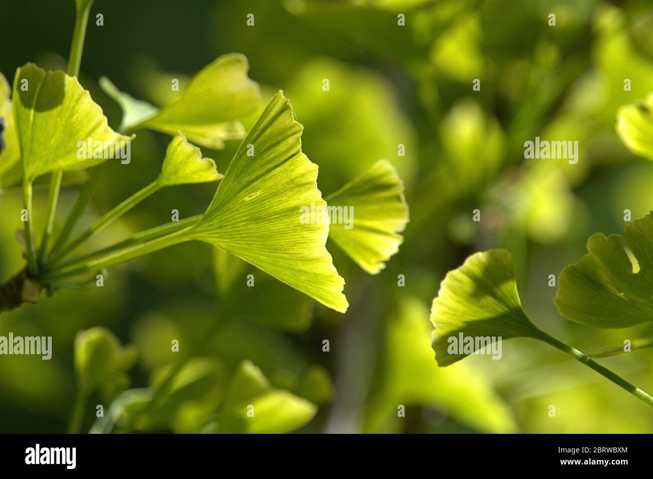May 19, 2020, Schleswig-Holstein, Schleswig: Close-up of some freshly sprouting ginkgo leaves on a ginkgo tree in spring. Class: Ginkgo plants (Ginkgoopsida), order: Ginkgoales, family: Ginkgo waxes, genus: Ginkgo, species: Ginkgo | usage worldwide Stock Photo