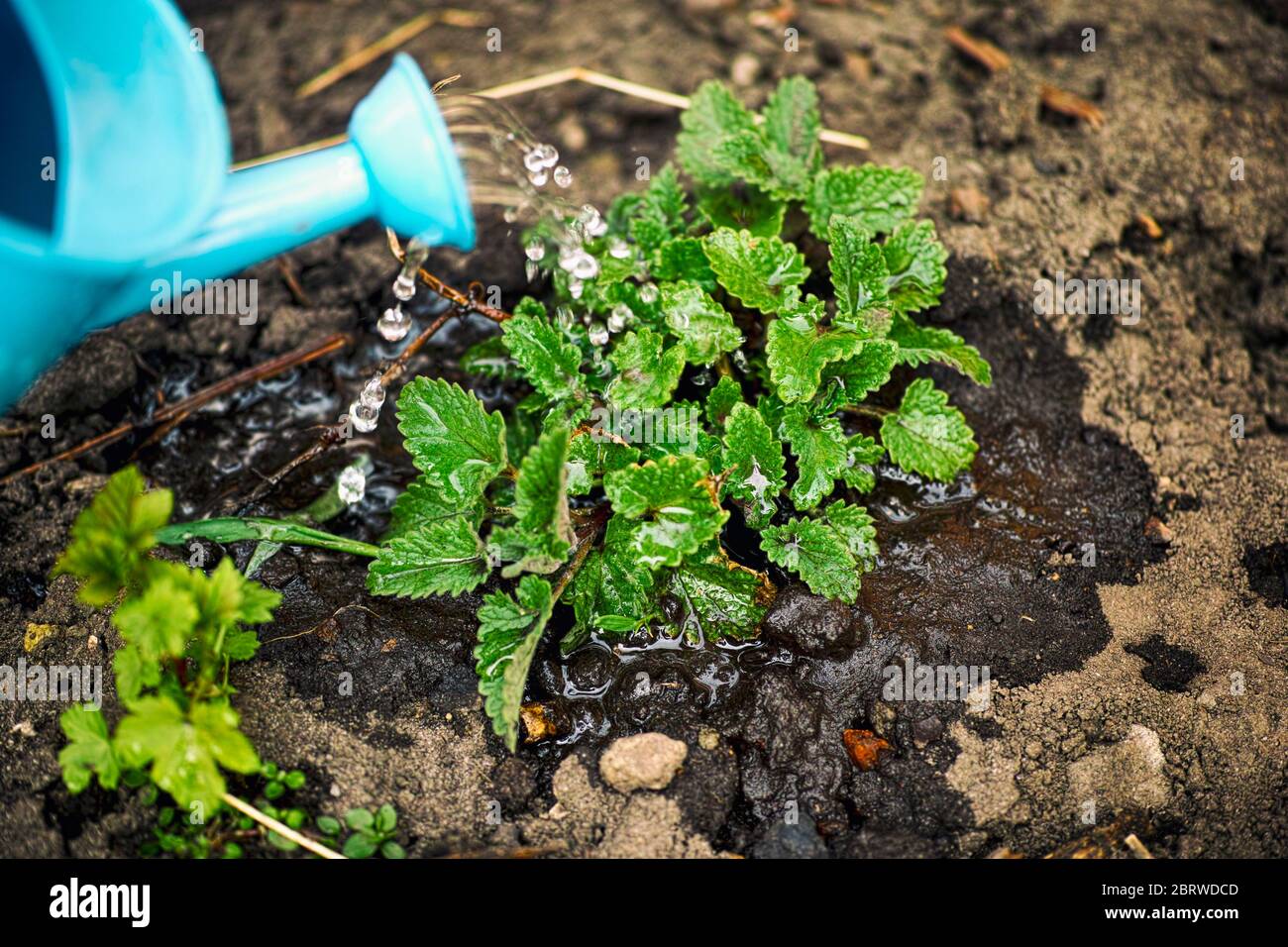 Young mint plant hires stock photography and images Alamy