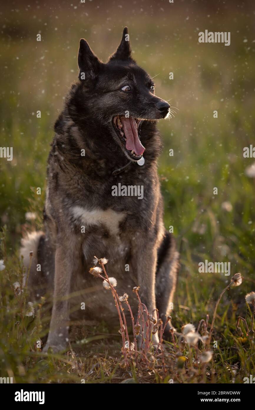 Funny outbred dog yawns outdoors Stock Photo